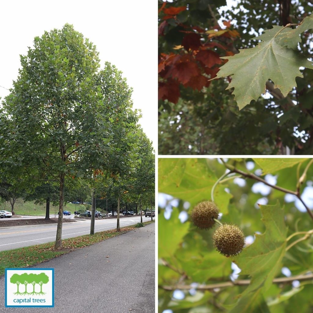 November 2021 Plant of the Month: London Plane Tree Platanus x ...