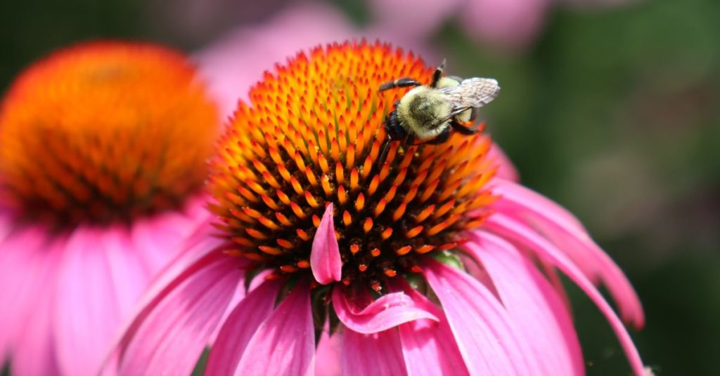 Getting to Know the Humble Bumble - (Bombus spp.) - Capital Trees