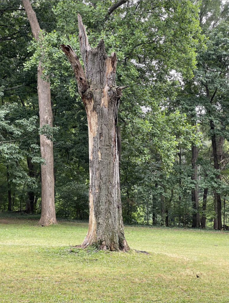 Dead Trees: Vital Habitats - Capital Trees