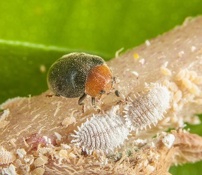 Ladybug vs Asian Lady Beetles - Cascade Pest Control